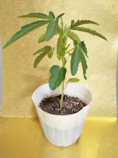 りー ※プロフ必読※様 リクエスト 2点 まとめ商品