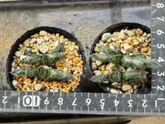 ガステリア　小亀姫　多肉植物　抜き苗のサムネイル