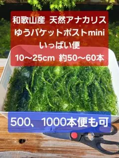 匿名配送】天然 アナカリス、ゆうパケットポストminiいっぱい便