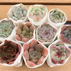 多肉植物　カット苗　寄せ植え　セット　詰め合わせ　エケベリア　韓国苗
