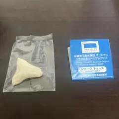 沖縄美ら海水族館　シャーク　ティース　オオメジロザメ