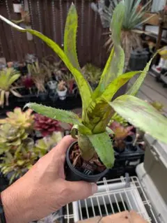 Aechmea orlandiana エクメア オーランディアナのサムネイル