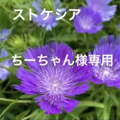 ［専用］宿根草　色々　ご希望の５種類セット