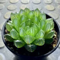 ボルシー×オブツーサ　ハオルチアのサムネイル