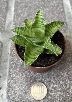 サンスベリア パゴダ 根付き 抜き苗 観葉植物のサムネイル