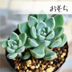 多肉植物【おもち】つぶつぶ屋さん ポットごと or 抜き苗 6㎝ポットのサムネイル