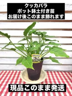 2025年最新】クッカバラの人気アイテム - メルカリ