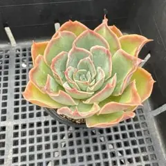 yuriko様 リクエスト 5点 まとめ商品