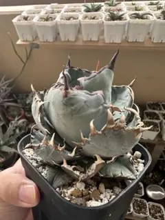 2025年最新】チタノタブルー 選抜の人気アイテム - メルカリ