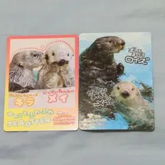 鳥羽水族館　コレクションカード vol.2 ラッコカード2枚 キラ メイ ロイズ