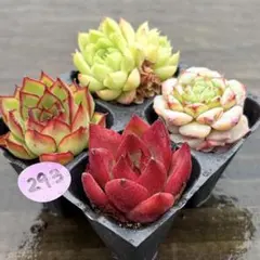 2026年最新】多肉 植物 抜き 苗の人気アイテム - メルカリ