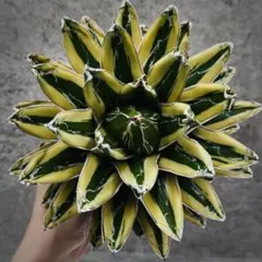 2025年最新】笹の雪 黄覆輪の人気アイテム - メルカリ