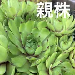 ベリー様 リクエスト 4点 まとめ商品