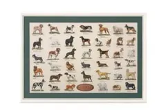 ポスター 犬の系統図 The Dog Generation B1サイズ - メルカリ