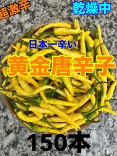 (ぴーのり様専用) 訳あり　超激辛　黄金唐辛子完熟150本　無農薬栽培　送料無料