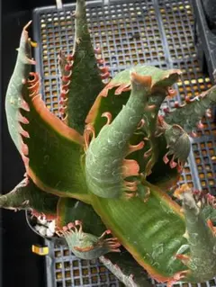 まとめパック　25鉢以上　実生他Aloe hyb アロエ　ハイブリッド　第四種 アロエ・アロエhyb4号の現品商品の通販 | 観葉植物通販AONOKI