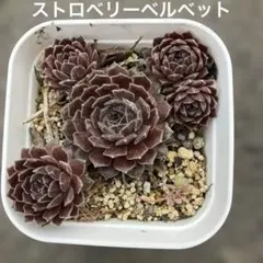 ちょこ　発送は週末から週始めです様 リクエスト 2点 まとめ商品