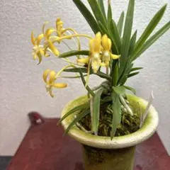 【月末奉仕品】富貴蘭　京美人（大株美術株開花中） 月末奉仕品】富貴蘭 京美人（大株美術株開花中） - メルカリ