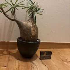 塊根植物 パキポディウム 鉢植え 植物だけでだいたい22センチあります