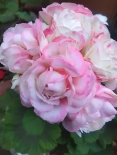 トトロ様専用ページトールペイント