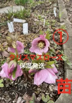205☘️2年間管理株☘️タグ付☘️超レア☘️⭐️BELCHERI⭐PINK ICE系