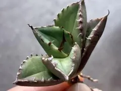 gun gun様 リクエスト 2点 まとめ商品