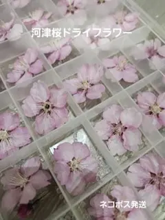 河津桜ドライフラワー　桜ドライフラワー　59 桜茶・ハーブティー・食用 | (無添加・天然) 日本産フリーズドライ桜花 フラワー・ガーデニング