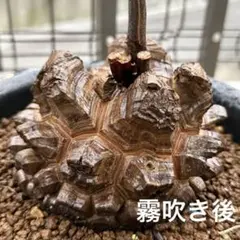 超極上株】アフリカ亀甲竜 7号 バキバキ良型 直径13cm 手のひらサイズ
