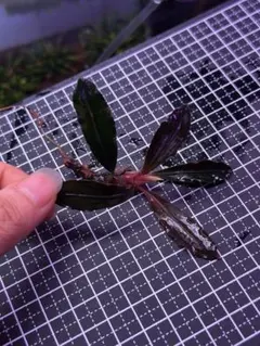 alone出品　ブセ3種＋おまけ1種セット alone出品 ブセ3種＋おまけ1種セット alone出品 ブセ3種＋おまけ1種