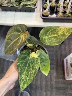 2026年最新】レアアンスリウムの人気アイテム - メルカリ