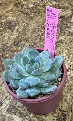 2025年最新】ルイパパさん苗の人気アイテム - メルカリ