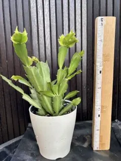 デンマークカクタス　美苗　抜き苗のサムネイル