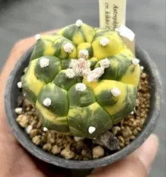 2026年最新】アストロフィツムの人気アイテム - メルカリ