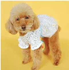 犬 ワンピース Ｍサイズ
