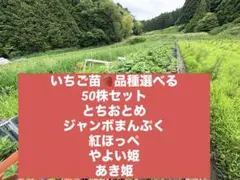 ☆とちおとめイチゴ 50株苗セット 栽培用 - メルカリ