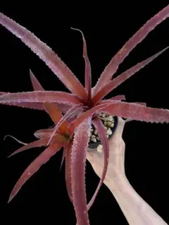 大型アガベ　ケルチョベイ　フアジュアパンレッド　抜き苗　地植え　ドライガーデン 大型アガベ ケルチョベイ フアジュアパンレッド 抜き苗 地植え ドライ