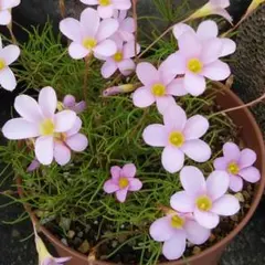 【Pentaphylla 】Oxalis 球根 ②のサムネイル