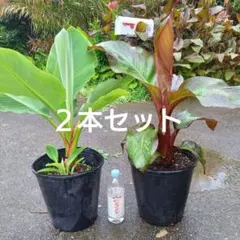 残り僅か】☆エンセテマウレリー☆ 特大 苗 - メルカリ