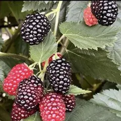 ブラックベリー　トリプルクラウン　極太茎　取木苗　ポットごと発送