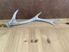 鹿の角　42cm
