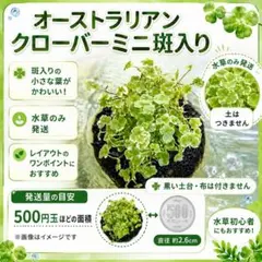 オーストラリアンクローバーミニ斑入りのサムネイル