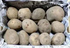 25年産じゃがいも さやあかねのサムネイル