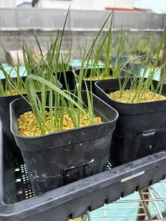 ユッカロストラータ 50苗① スリット鉢発送 - メルカリ