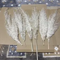 2025年最新】パンパスグラスの人気アイテム - メルカリ