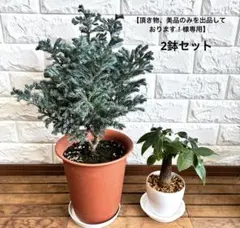 【頂き物、美品のみを出品しております！様専用】 リクエスト2鉢セット　鉢ごと発送