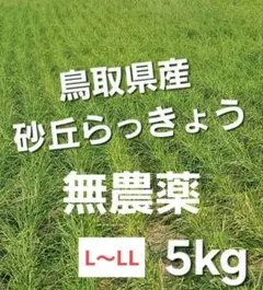無農薬】鳥取県産 砂丘らっきょう ラッキョウ 5kg L～LLサイズ - メルカリ