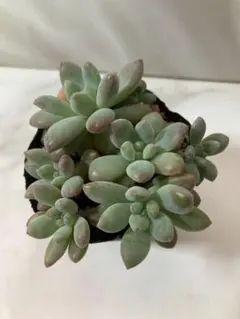 わたあめ いっぱい 6cmポット♡♡ ポットごと発送のサムネイル