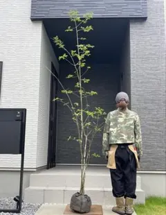 【株立ち・美白斑点模様】アオダモ A2607 【茨城直接引渡し可】山採り 株立ち・美白斑点模様】アオダモ A2607 【茨城直接引渡し可】山採り