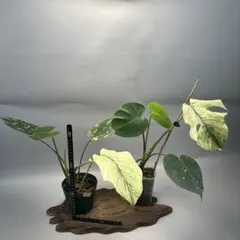 2025年最新】天津蘭の人気アイテム - メルカリ