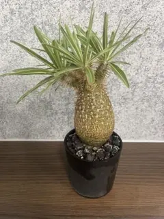 パキポディウム グラキリス 塊根植物 コーデックス　鉢付　現地球　発根済のサムネイル